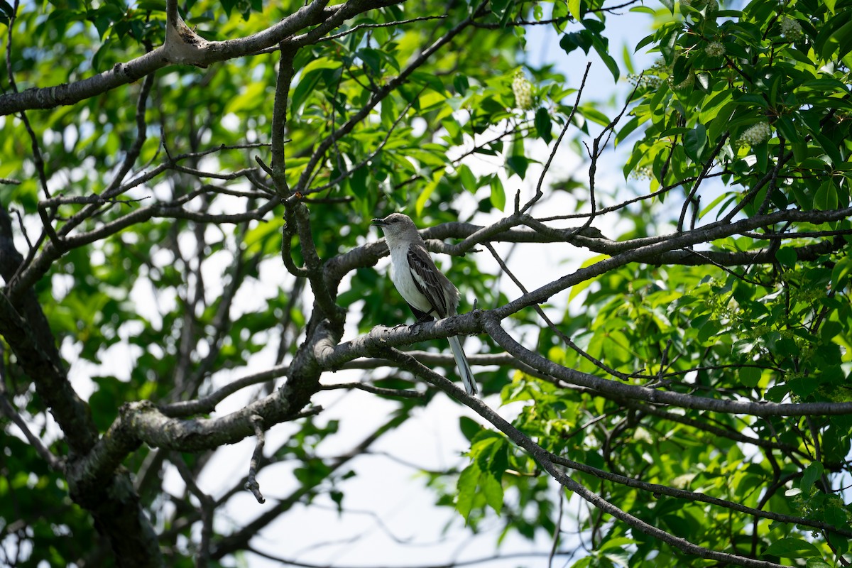Northern Mockingbird - ML636060563