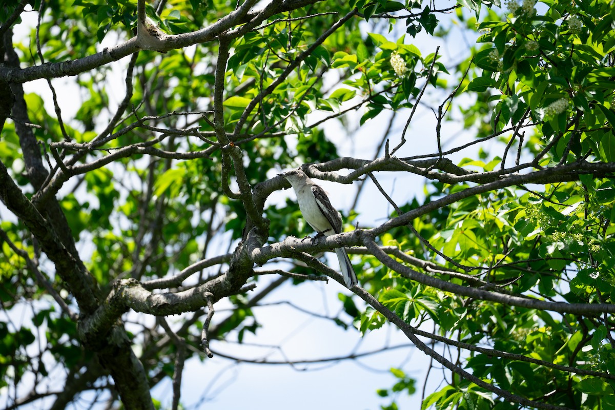 Northern Mockingbird - ML636060564