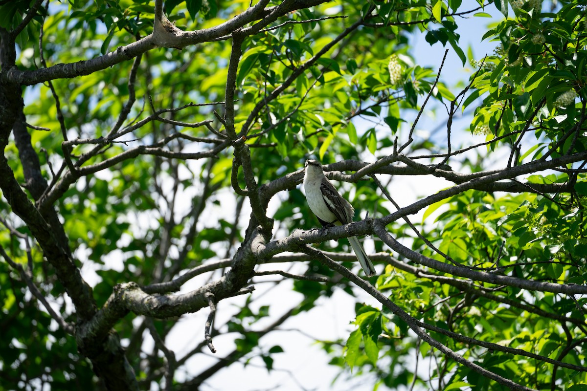 Northern Mockingbird - ML636060565