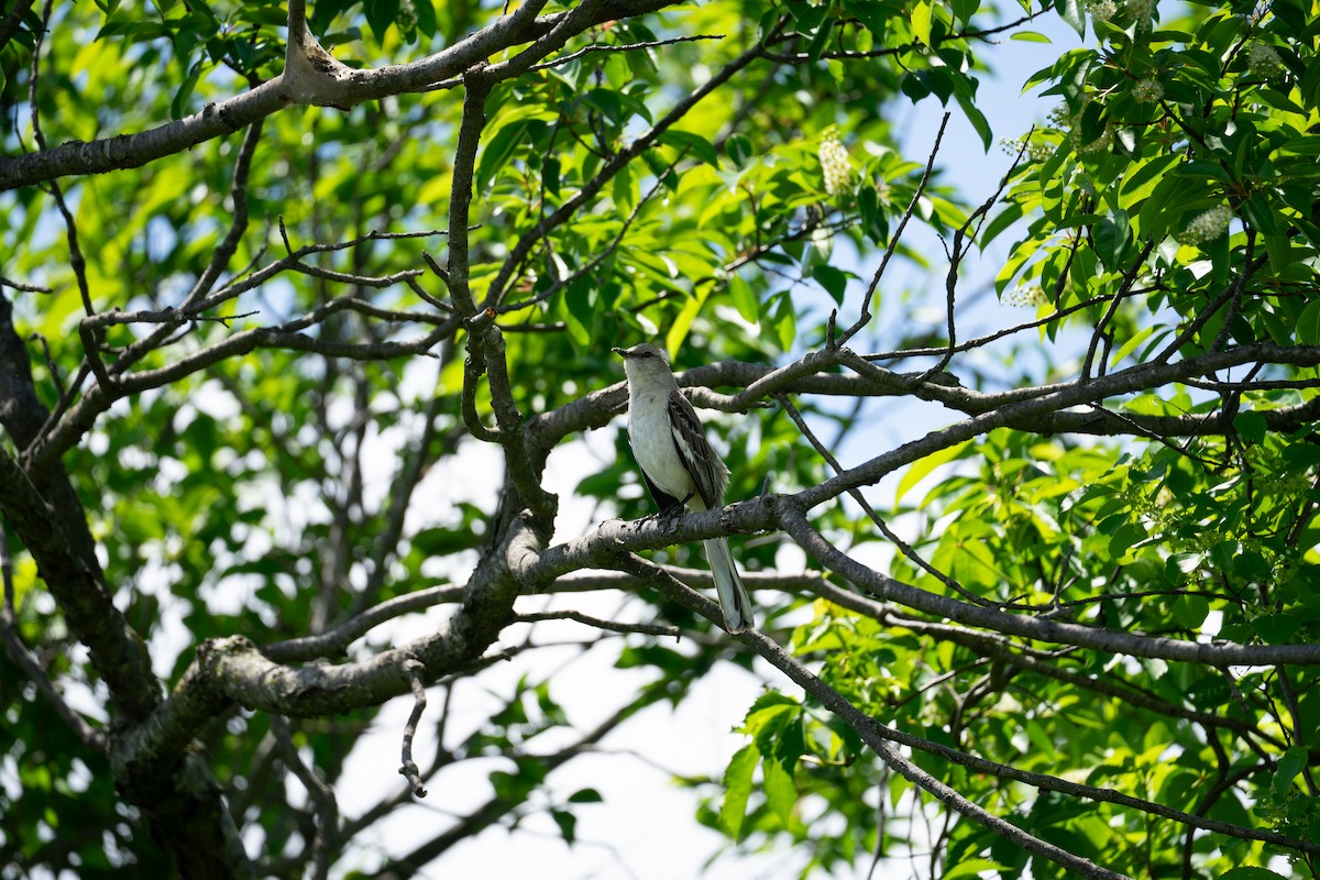 Northern Mockingbird - ML636060566