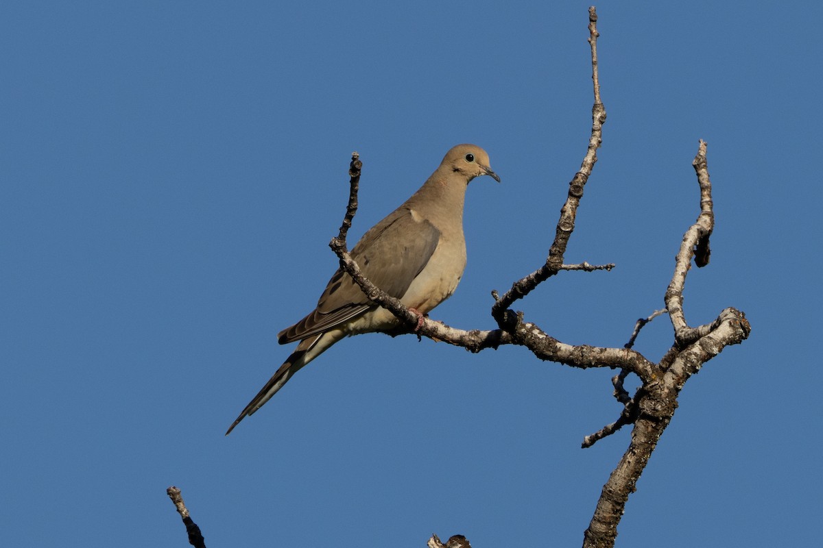 sørgedue - ML636060758
