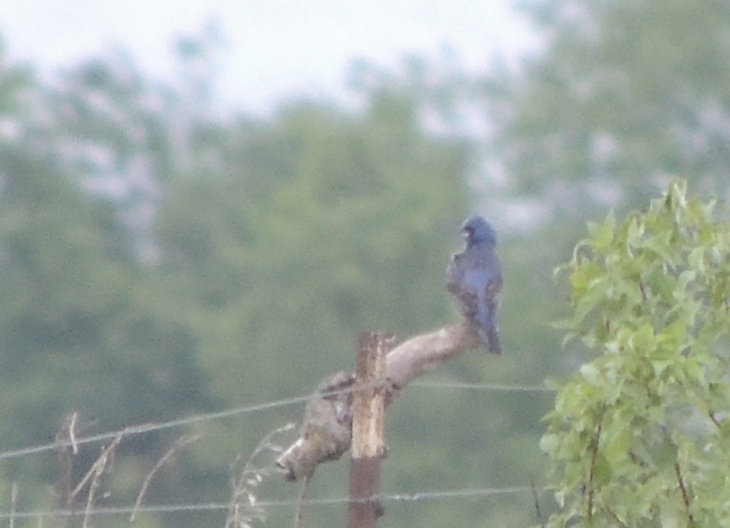 Blue Grosbeak - ML636060787