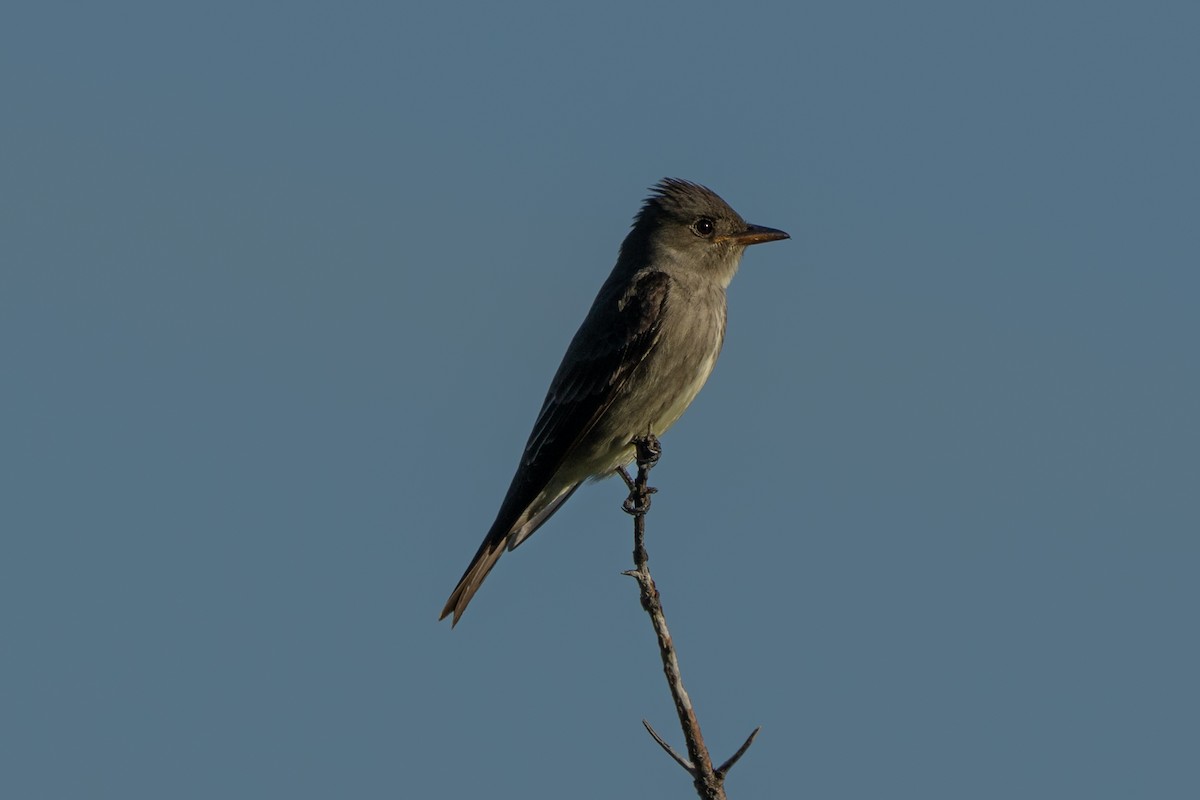 jakkepivi - ML636060810
