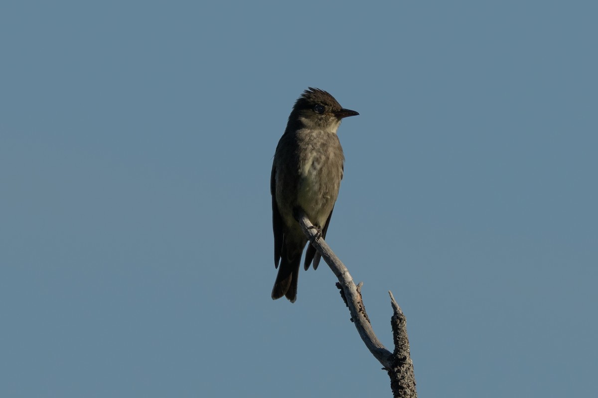 jakkepivi - ML636060811