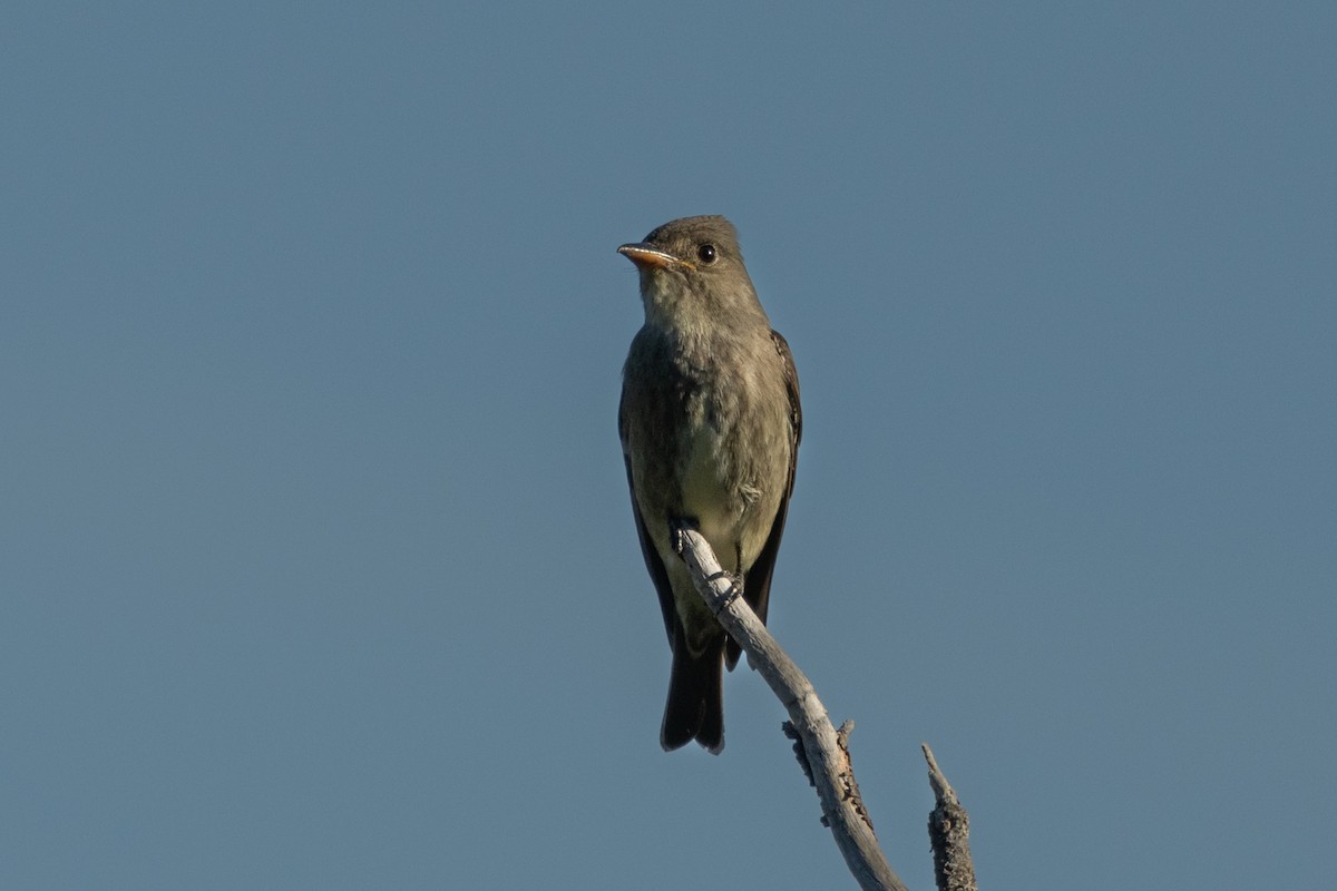 jakkepivi - ML636060812