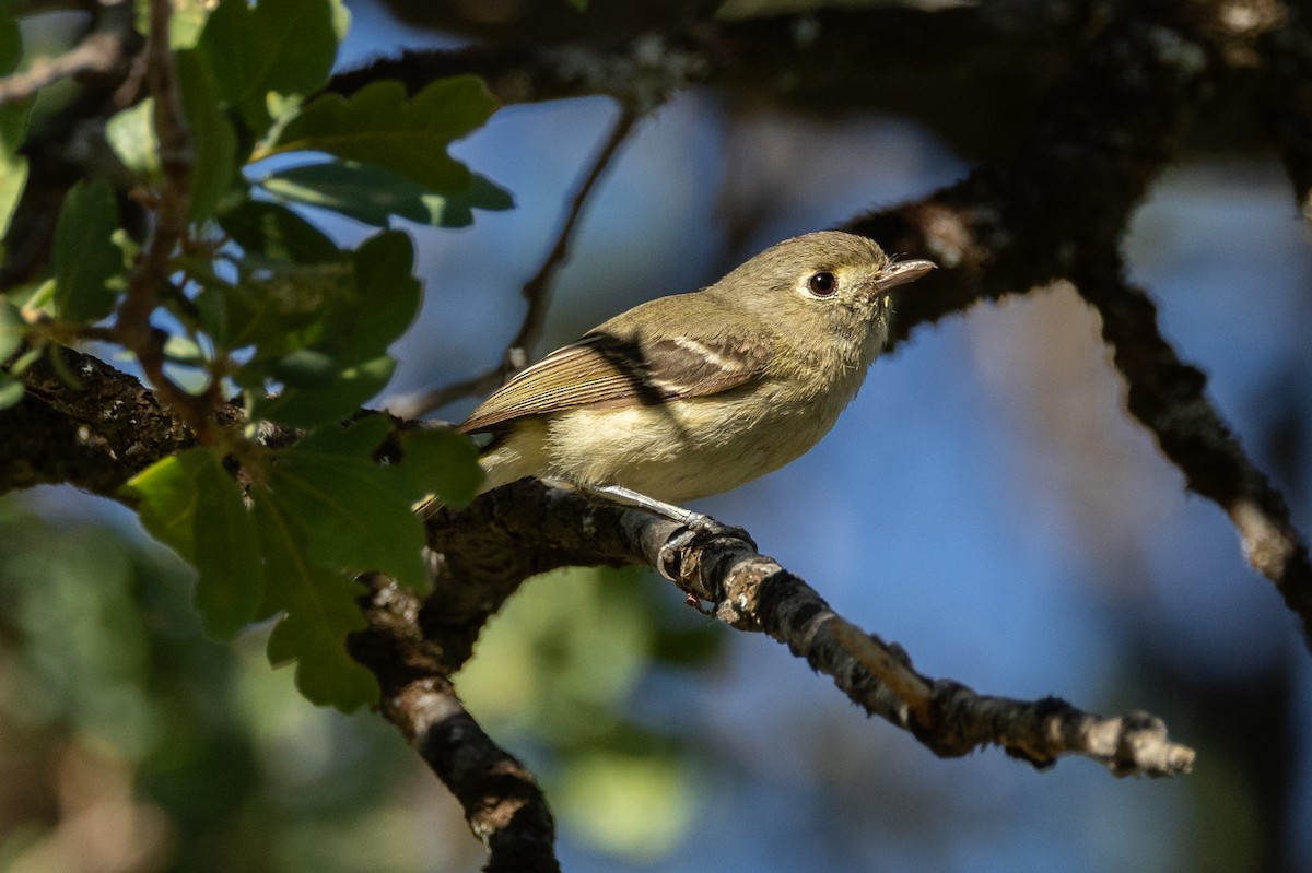 eikevireo - ML636060834