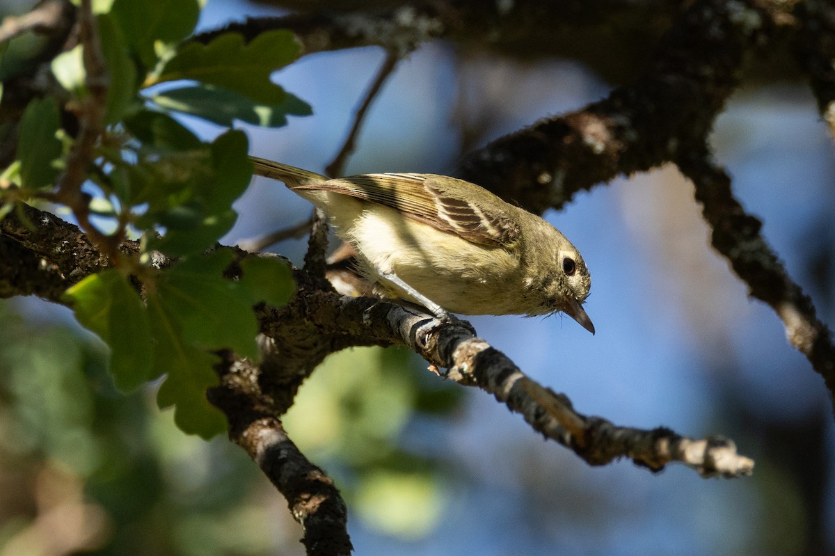 eikevireo - ML636060835