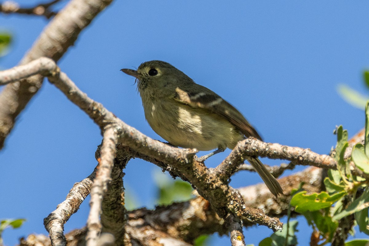 eikevireo - ML636060836