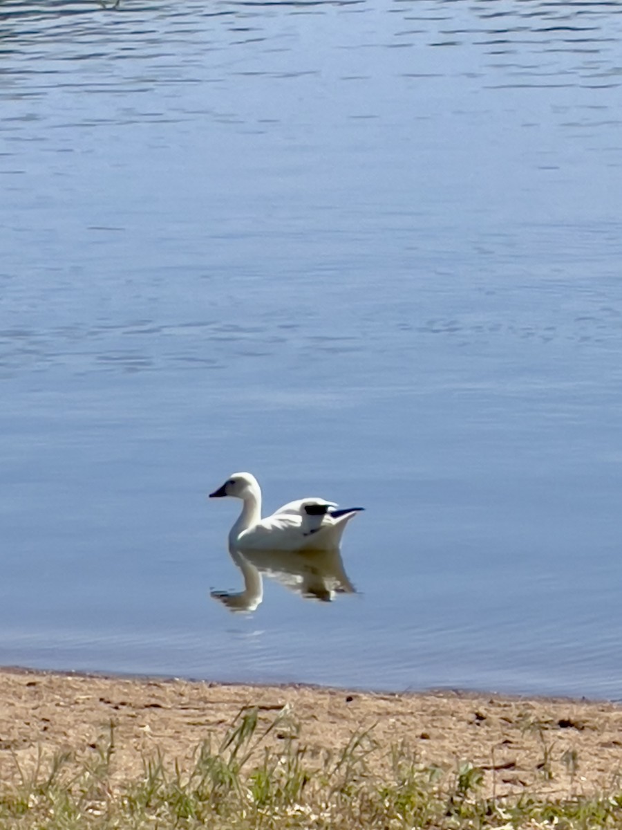 Kar Kazı - ML636060851