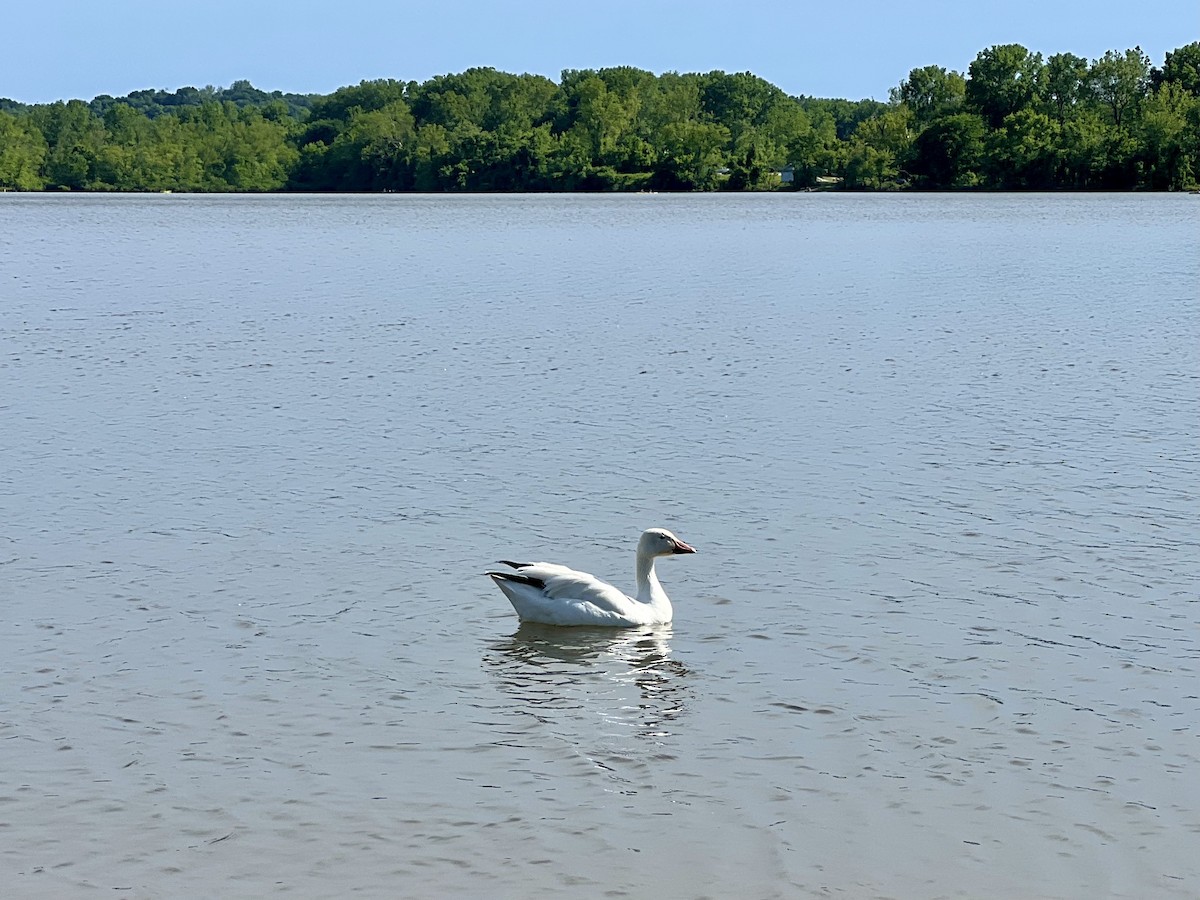 Kar Kazı - ML636060854