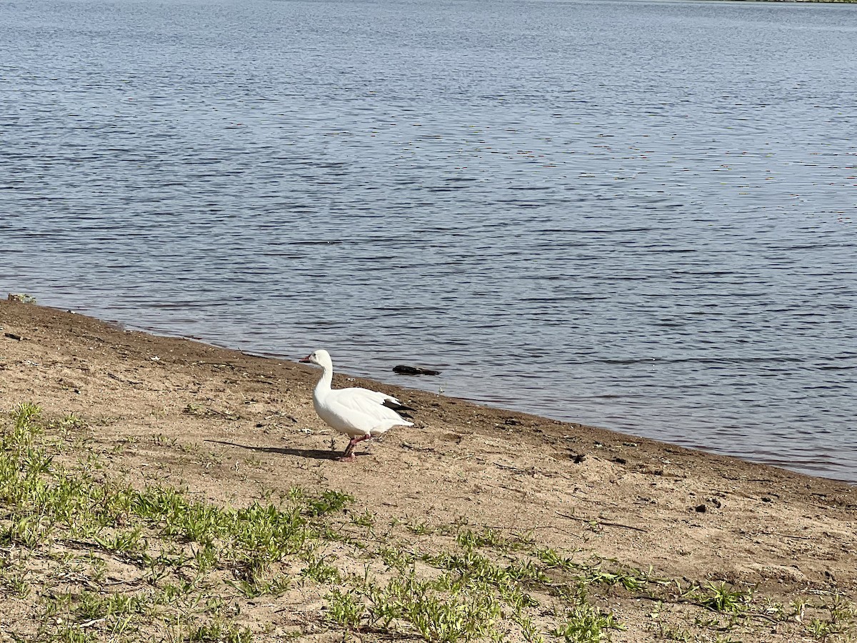 Kar Kazı - ML636060855