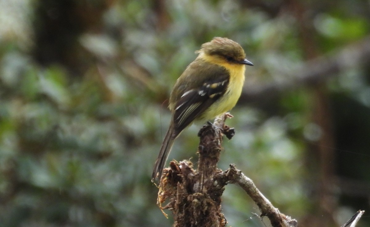 Ochraceous-breasted Flycatcher - ML636060858