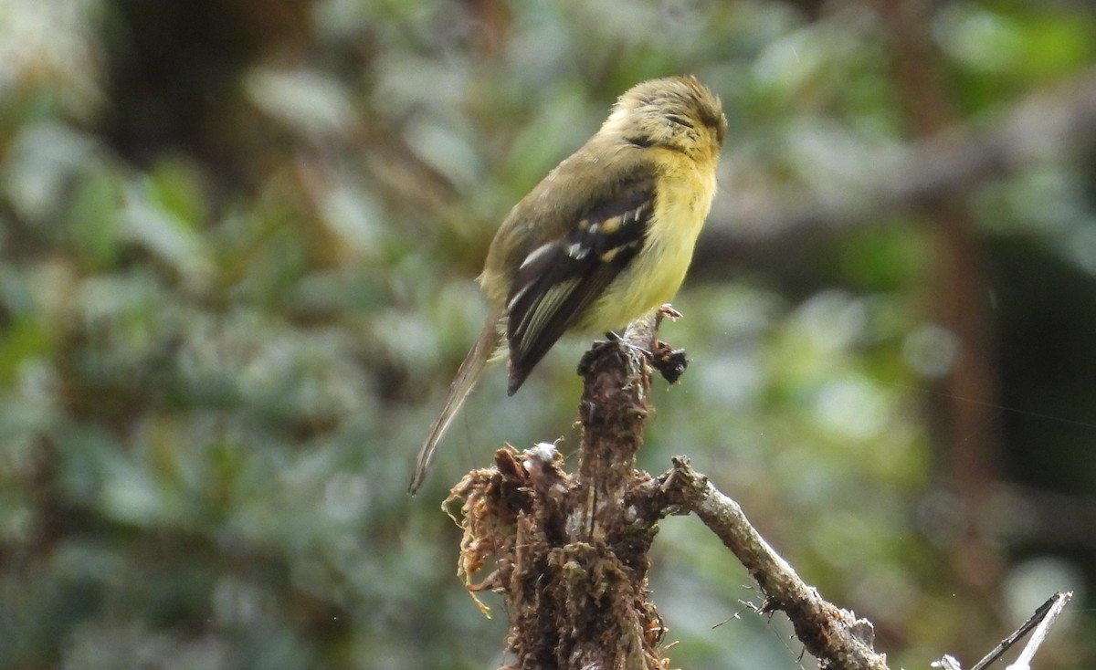 Ochraceous-breasted Flycatcher - ML636060859