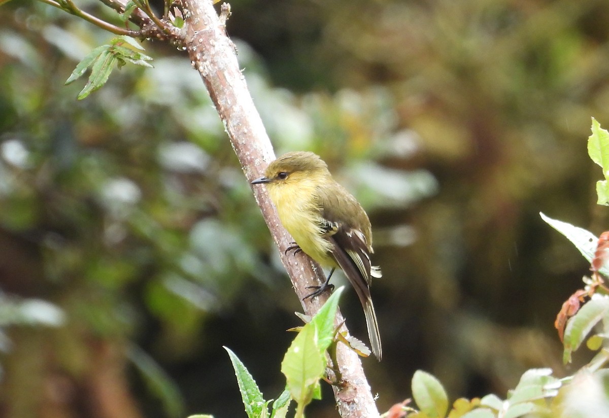 Ochraceous-breasted Flycatcher - ML636060860