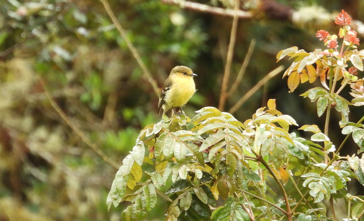 Ochraceous-breasted Flycatcher - ML636060861