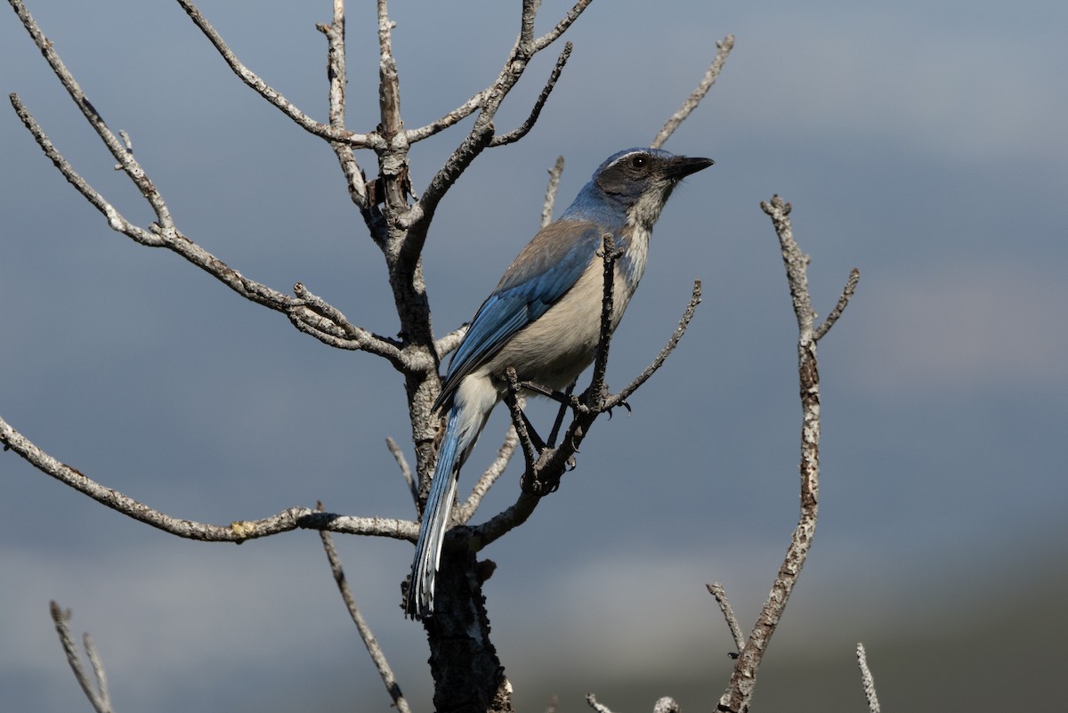 krattskrike - ML636060890