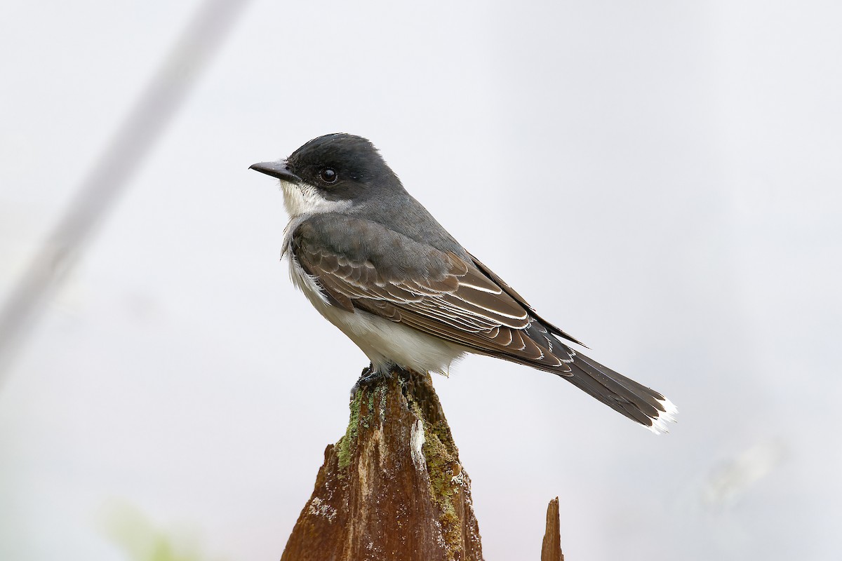 Eastern Kingbird - ML636061020