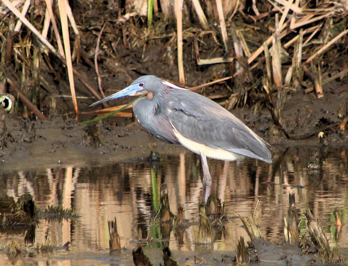 Tricolored Heron - ML636061102