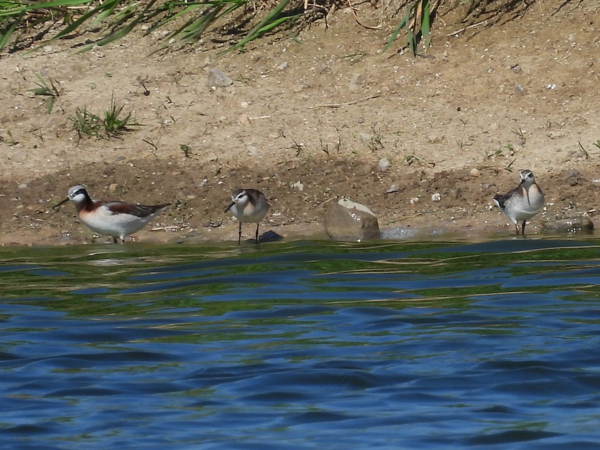 Wilson's Phalarope - ML636061399
