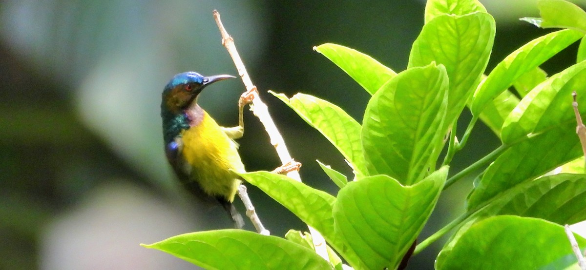 Braunkehl-Nektarvogel - ML636061612