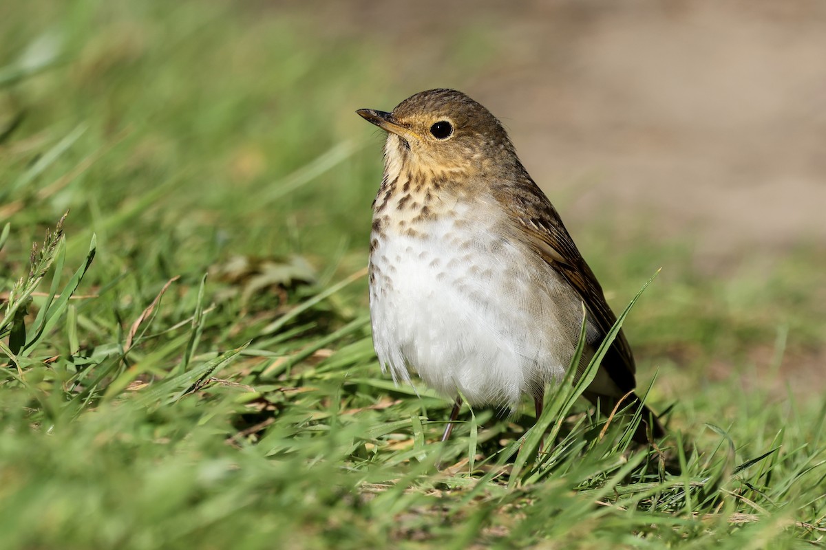 Swainson's Thrush - ML636061726