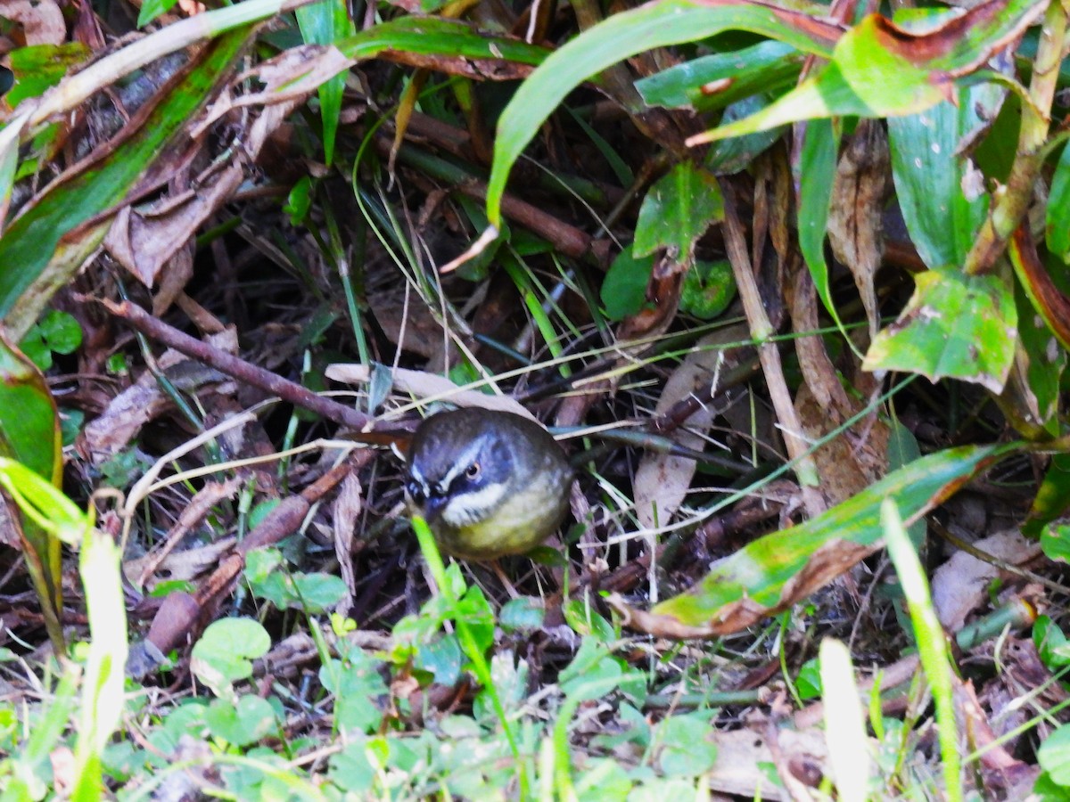 White-browed Scrubwren (White-browed) - ML636061758