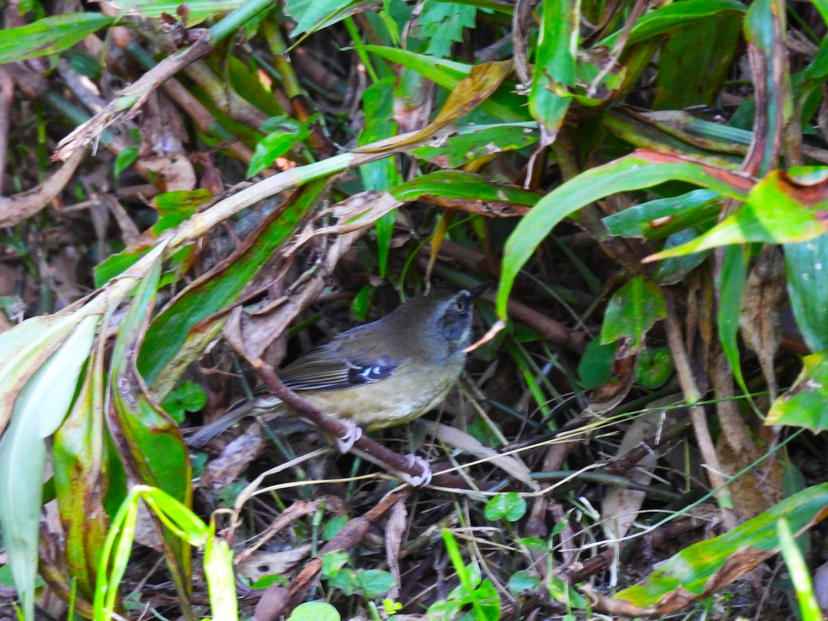 White-browed Scrubwren (White-browed) - ML636061764