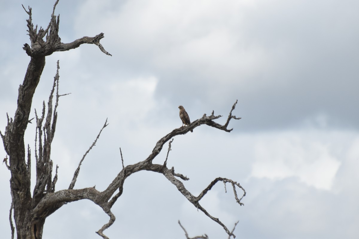 歐亞鵟(vulpinus/menetriesi) - ML636061779
