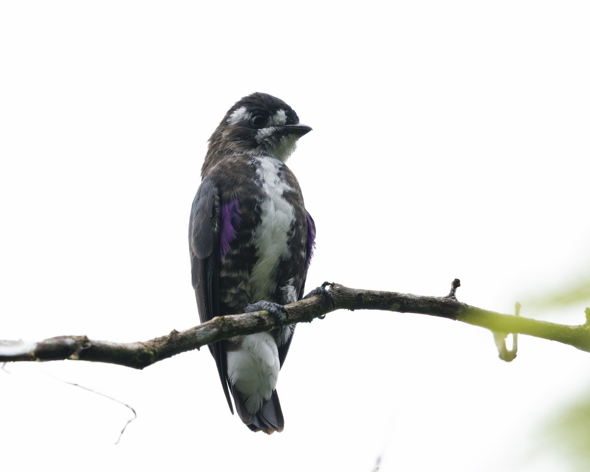 White-browed Purpletuft - ML636061828