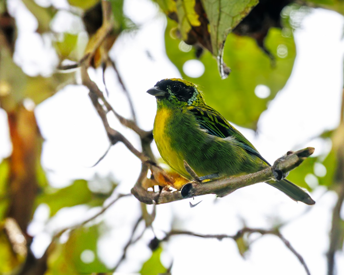 Green-and-gold Tanager - ML636061886