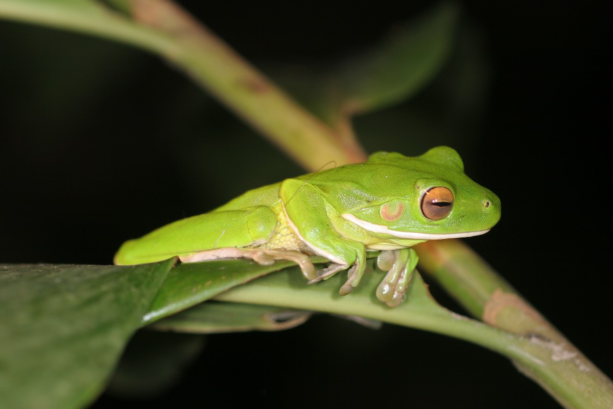 White-lipped Tree Frog - ML636061908