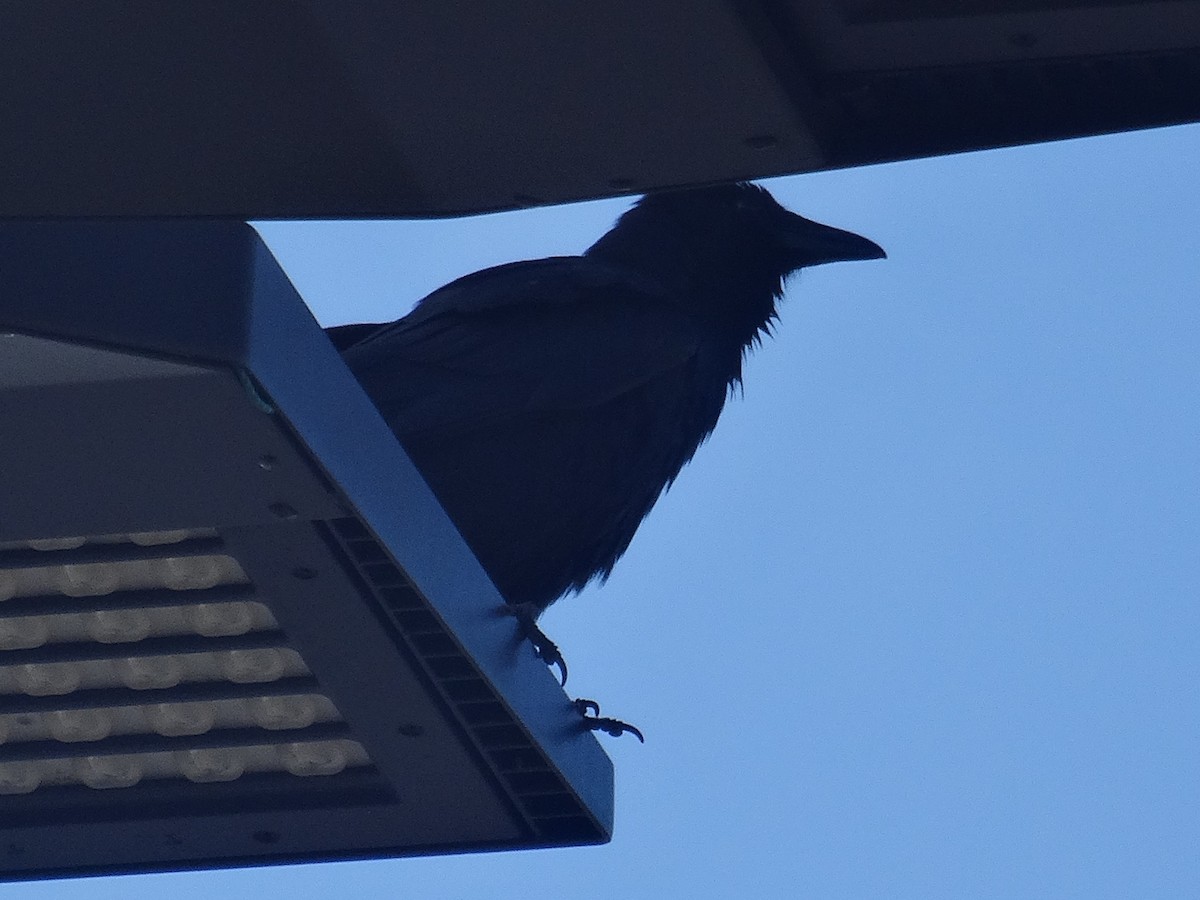 crow sp. - ML636062001