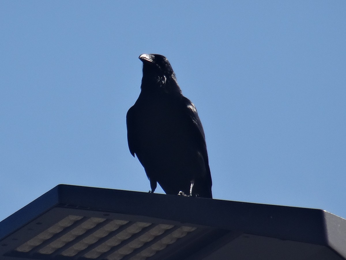 crow sp. - ML636062004
