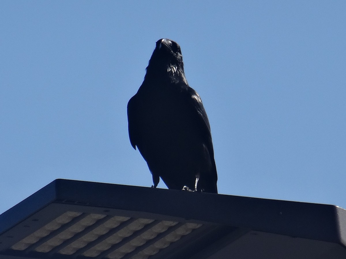 crow sp. - ML636062008