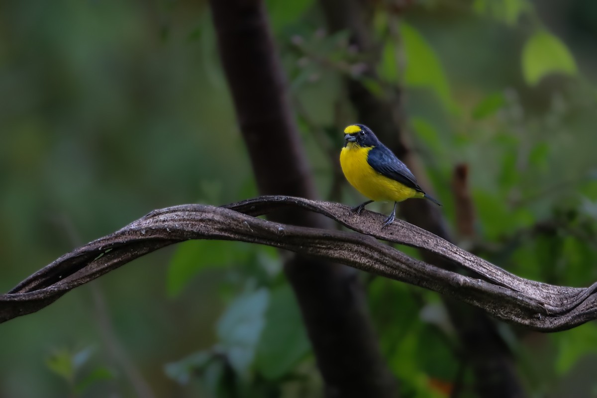 Yellow-throated Euphonia - ML636062052