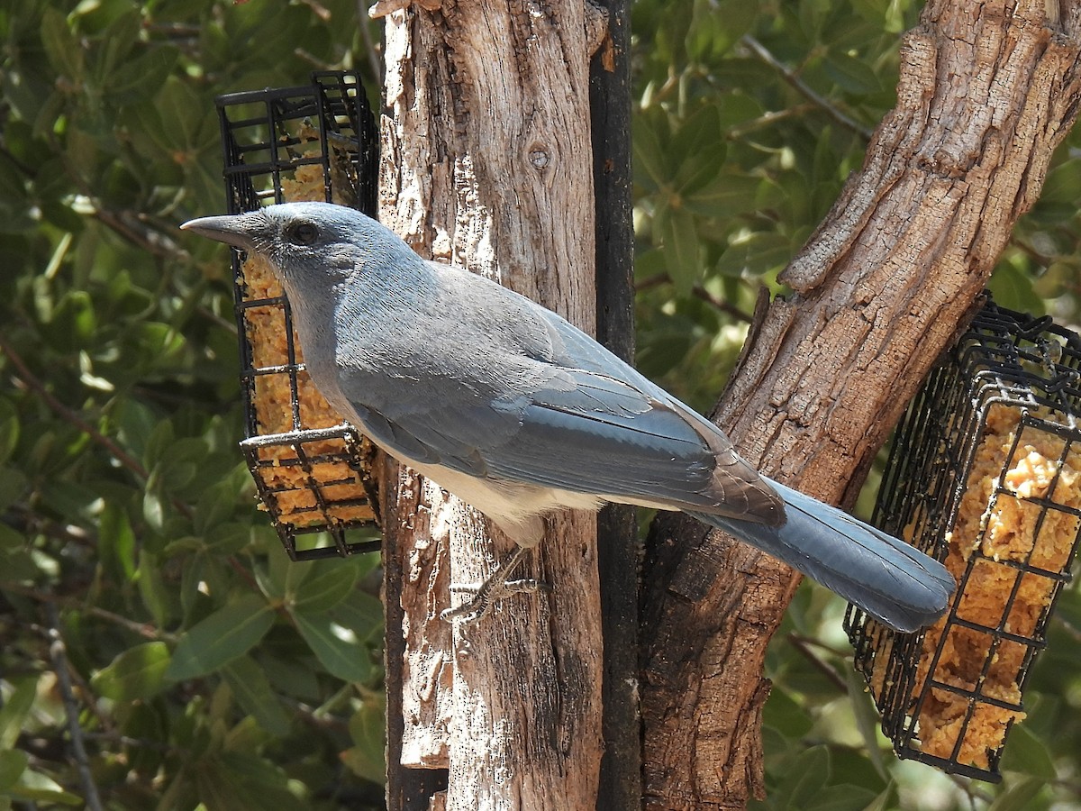 Mexican Jay - ML636062115