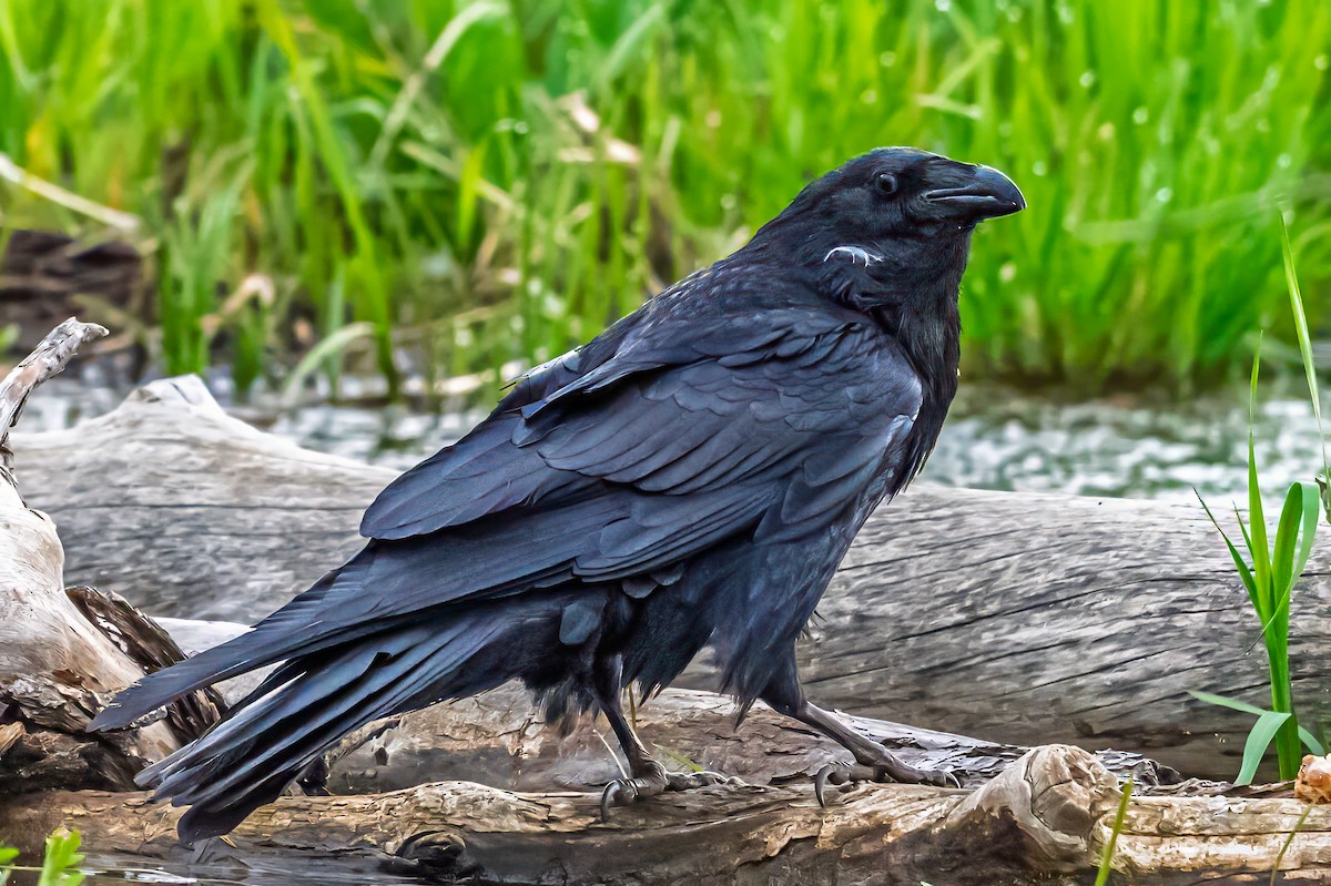 Grand Corbeau - ML636062163