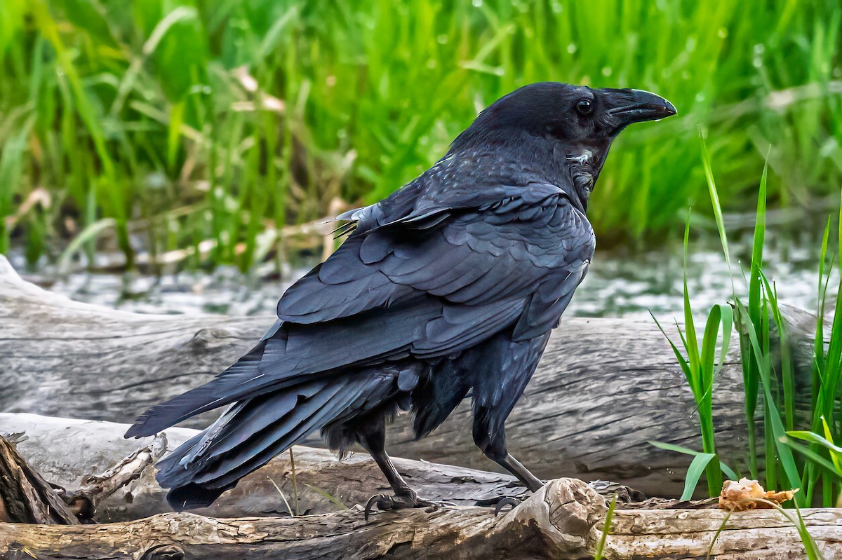Grand Corbeau - ML636062164