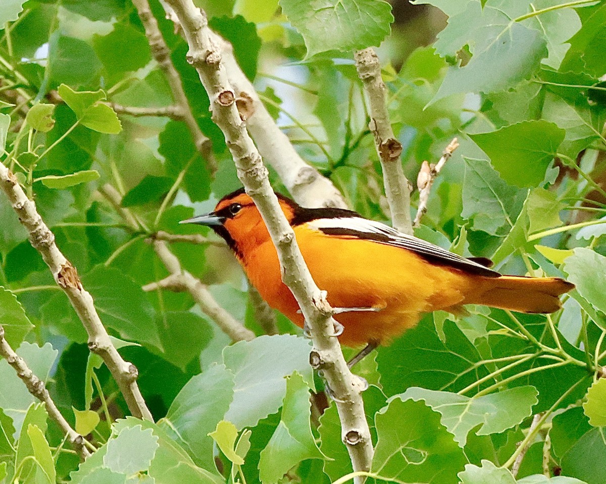 Bullock's Oriole - ML636062190