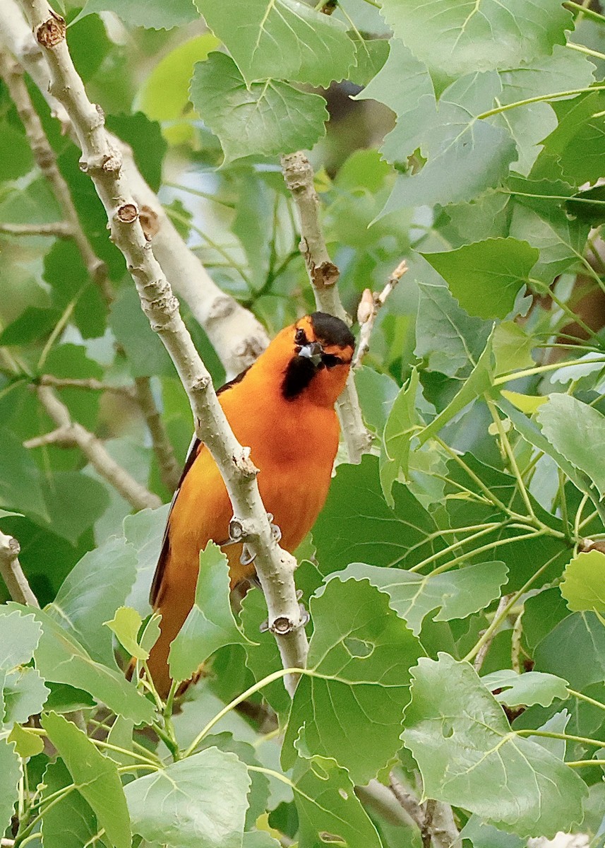 Bullock's Oriole - ML636062191