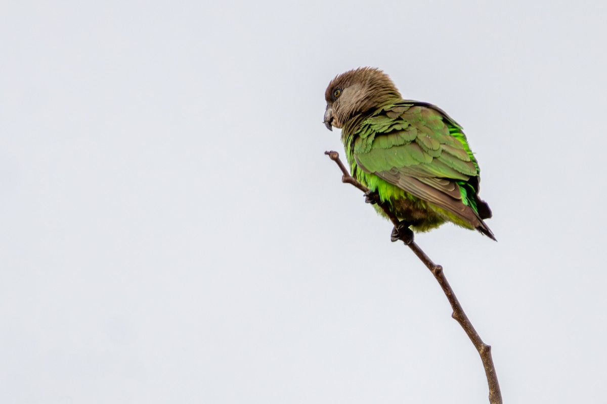 Brown-headed Parrot - ML636062246