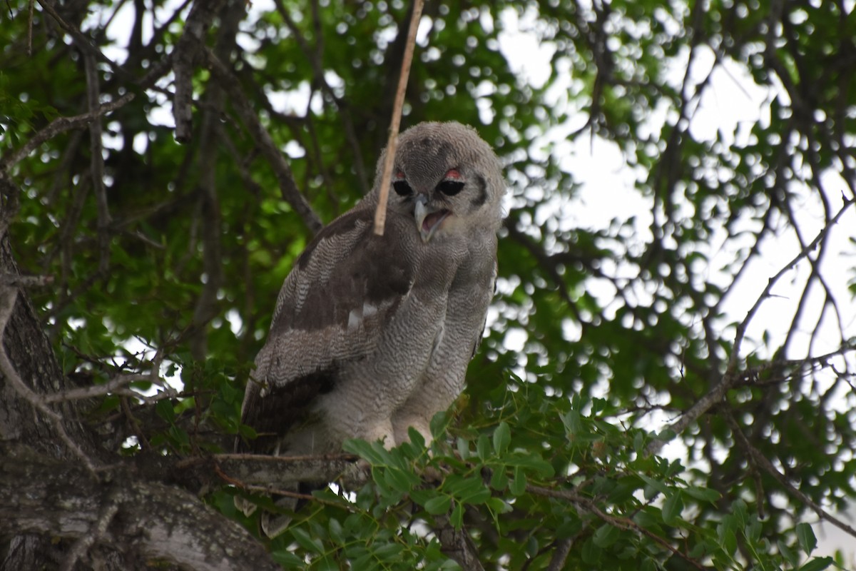Verreaux's Eagle-Owl - ML636062333