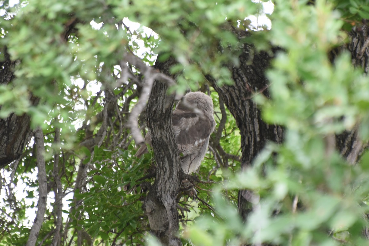 Verreaux's Eagle-Owl - ML636062340