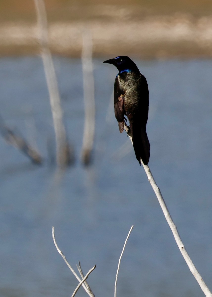 Common Grackle - ML636062373