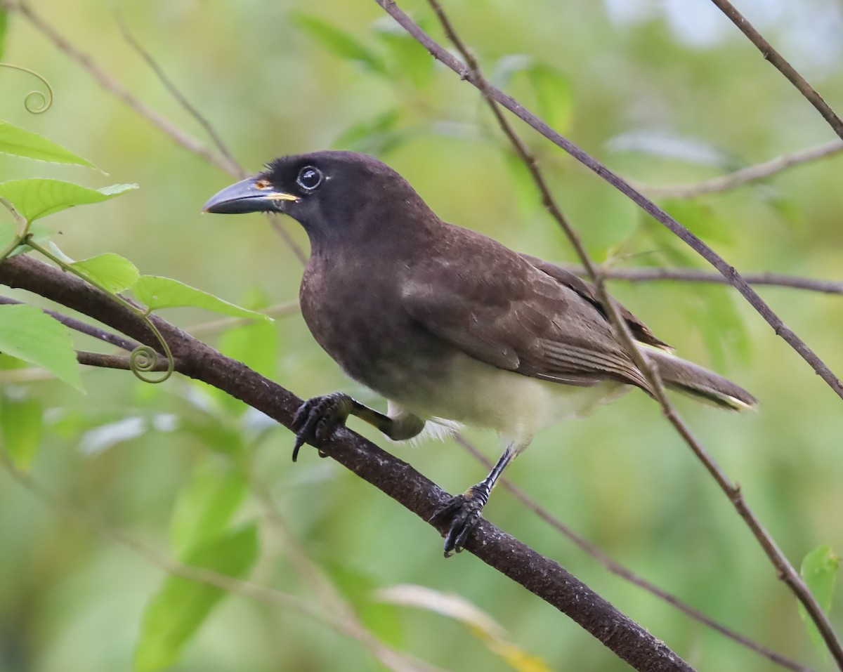 Brown Jay - ML636062379