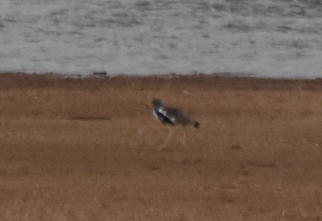 White-crowned Lapwing - ML636062380