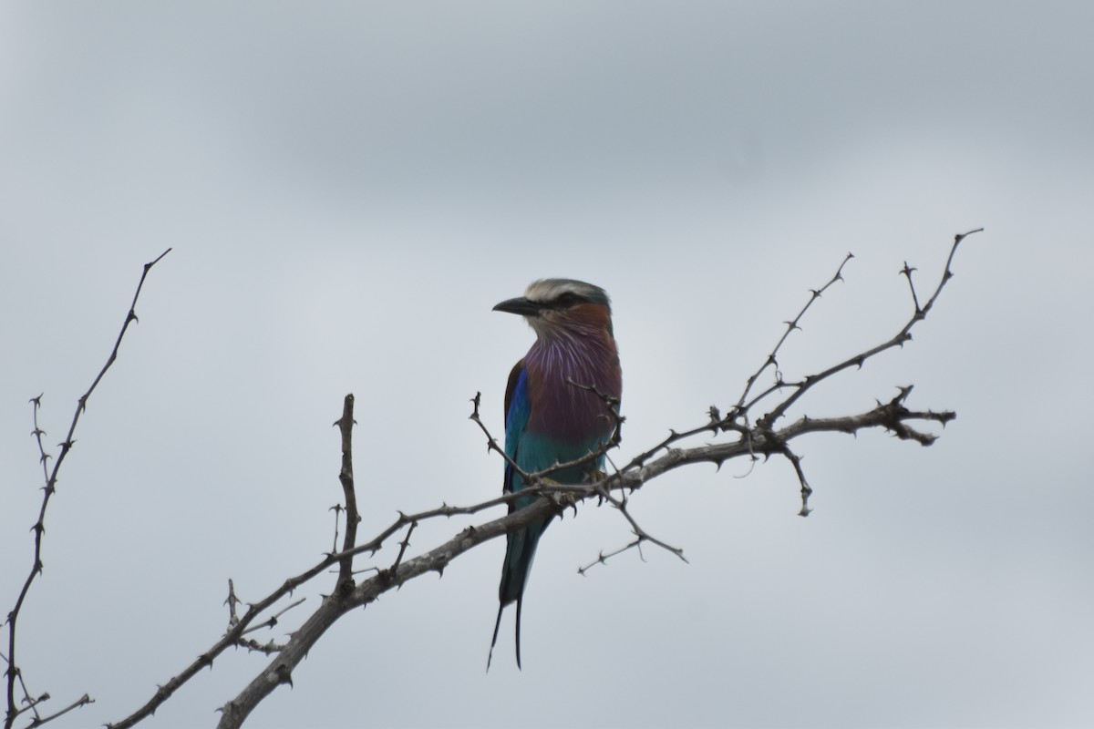 Lilac-breasted Roller - ML636062411