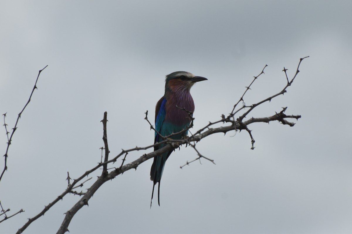 Lilac-breasted Roller - ML636062412