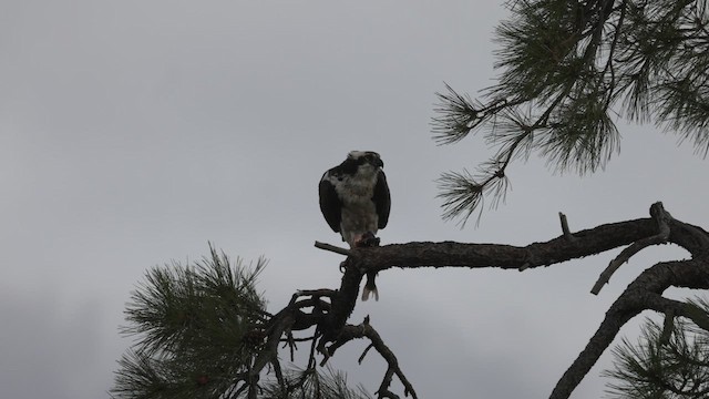 Osprey (American) - ML636062491