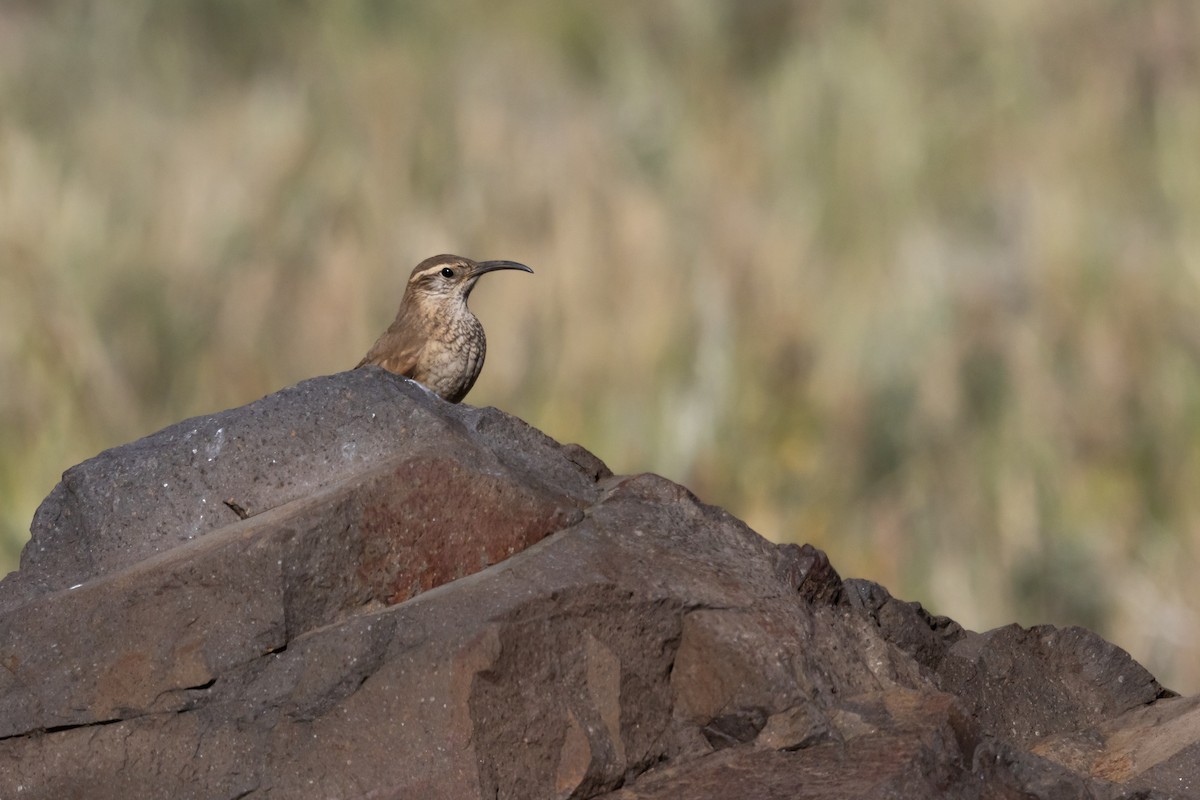 Scale-throated Earthcreeper - ML636062514